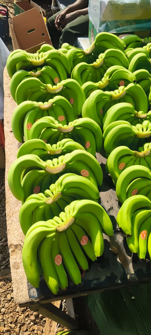Hand-Picked Export Bananas carried to packhouse